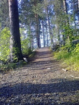 Männikkörinnettä Julkulan majalla.